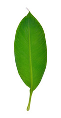  Banana leaf isolated on white background
