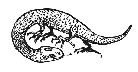 Vector lizard or snake with legs. Hand drawn illustration with animal. Modern print.