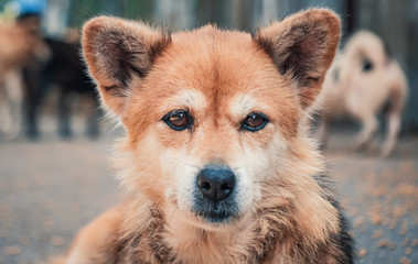 Portrait of sad dog in shelter waiting to be rescued and adopted to new home. Shelter for animals...