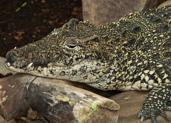 cuban crocodile