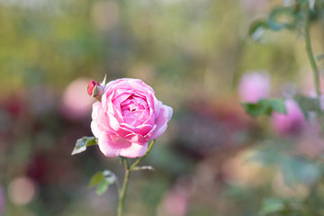 beautiful pink rose in the garden