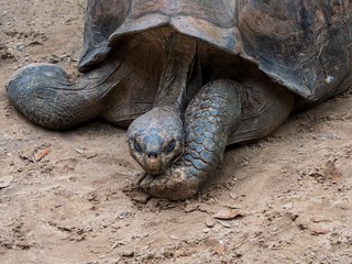 Giant box turtle resting its head on its arm, relaxing in the dirt.