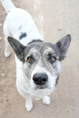 dog standing and looking up