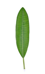 Obraz premium Plumeria or frangipani leaf isolated on white background