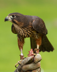A New Zealand native falcon perched on a falconer's glove