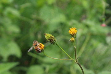 bee catching pollen