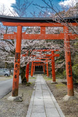 京都 竹中稲荷神社の桜と春景色