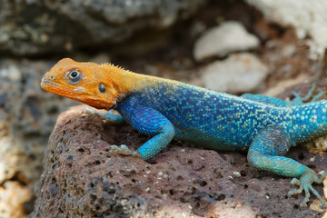 Siedleragame, männlich