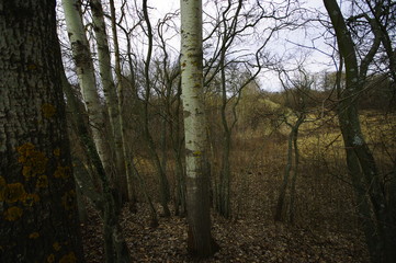  beautiful trees at the end of winter on a cloudy day