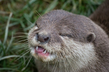 asian otter