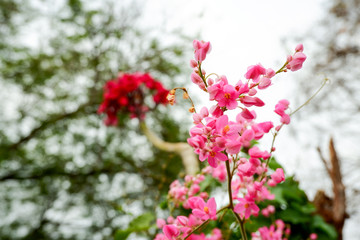 A small, pink flower commonly known as Mexican Creeper with red flower blurred  background.