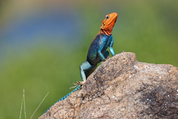 Männliche Siedleragame