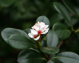 White, miniature blooming flowers on a tree branch.