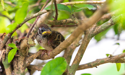 Animal life close up shot of The new born bird is not strong standing on branches. The birds are waiting for food from its mother in animal wildlife concept.