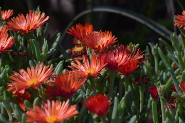 Beautiful blooming flower in the garden