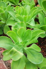Blooming Succulent plants and green leaves ground cover in desert park and cactus garden