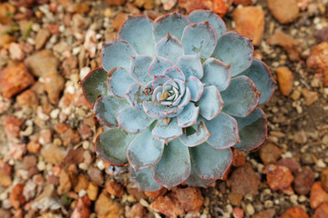 Blooming Succulent plants and green leaves ground cover in desert park and cactus garden. Flaming...