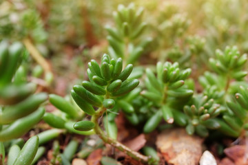 Fototapeta premium Blooming Succulent plants and green leaves ground cover in desert park and cactus garden. Astridia or Aizoaceae on Brown pumice stone