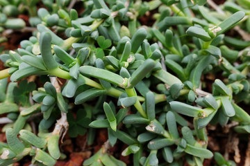 Fototapeta premium Blooming Succulent plants and green leaves ground cover in desert park and cactus garden. Astridia or Aizoaceae on Brown pumice stone