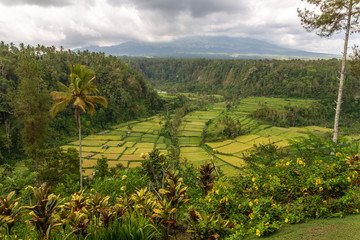 Fototapeta na wymiar rice fields in Bali