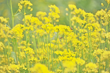 Fototapeta premium Blooming rape flowers, Jiangmen, Guangdong, China.
