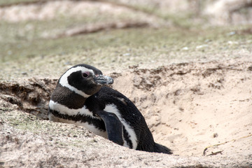 Fototapeta premium Megellanic Penguin