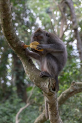 macaque