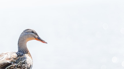 portrait of a duck