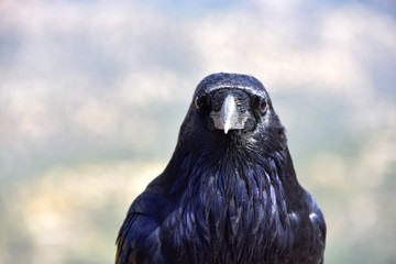 Portrait of a Raven