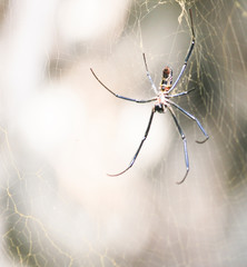 Araña en su tela 