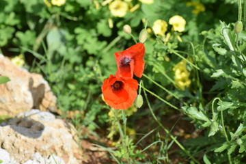 Beautiful blooming flower in the garden