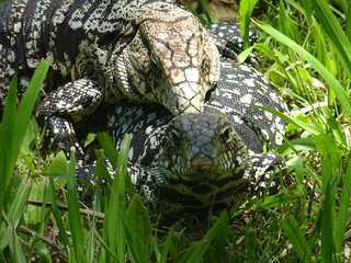 Naklejka premium Lagartos de Iguazú