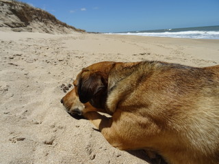 Obraz premium Perro tumbado en playa de Uruguay
