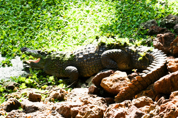 Cocodrilos en humedal de Gambia