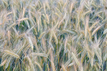 Ripening ears of wheat on the field, close-up.
