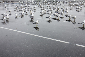 flock of birds in winter