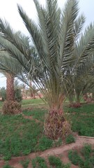 Obraz premium trees in the park