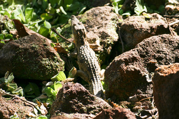 Cocodrilos en humedal de Gambia