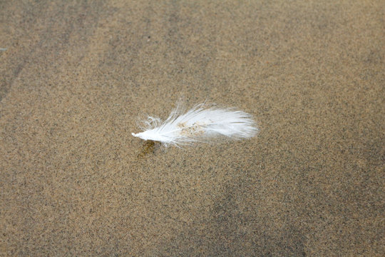 white feather on the sand