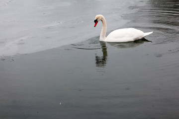 white swan on frozen lake