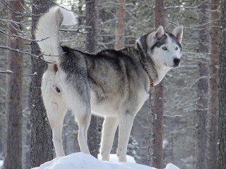 huskys de laponia