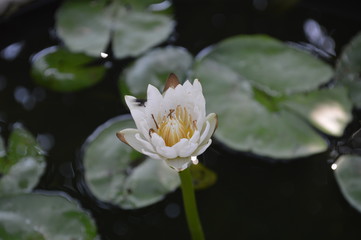 A white lotus flower with insect climbing and green leaves in the basin