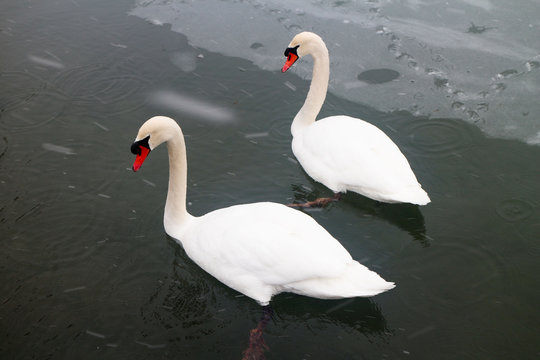 two white swans on the lake