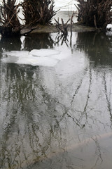 winter lake with dry shribs