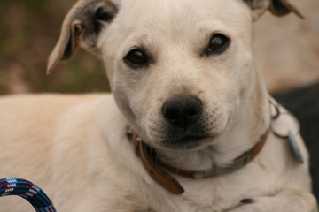 Perro con cuerda de escalar