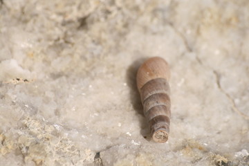 colección insectos de Aragón