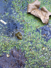 Metamorfosis de la rana 