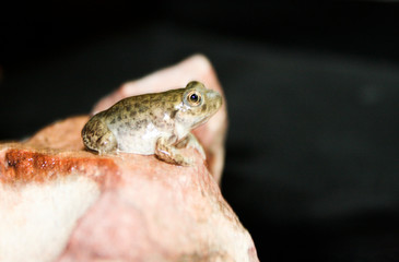 Metamorfosis de la rana 