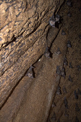 Murciélagos dentro de un arbol