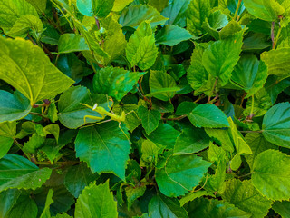 Green praying mantis on a hibiscus tree